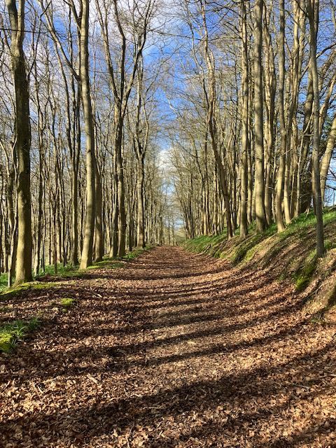 Path through trees near Woldingham